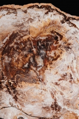 Окаменелое дерево