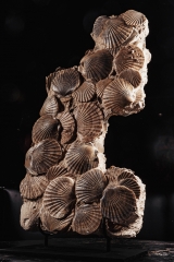 Морские гребешки Pecten benedictus