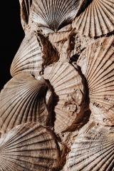 Морские гребешки Pecten benedictus