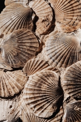 Морские гребешки Pecten benedictus
