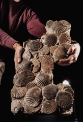 Морские гребешки Pecten benedictus