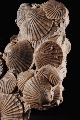 Морские гребешки Pecten benedictus