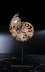 Аммонит Shloenbacchia sp.