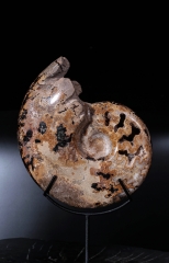 Аммонит Shloenbacchia sp.