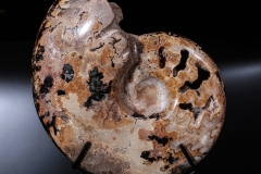 Аммонит Shloenbacchia sp.