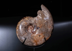 Аммонит Shloenbacchia sp.