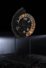 Аммонит Speetoniceras versicolor