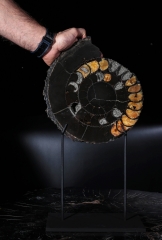 Аммонит Speetoniceras versicolor