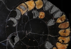 Аммонит Speetoniceras versicolor