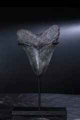 Зуб мегалодона 9,5 см