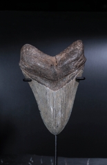 Зуб мегалодона 10,4 см