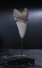 Зуб мегалодона 10,4 см