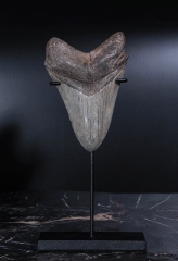 Зуб мегалодона 10,4 см