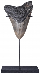 Зуб мегалодона 9,8 см