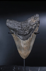 Зуб мегалодона 9,8 см