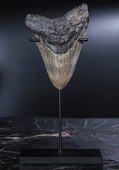 Зуб мегалодона 9,8 см