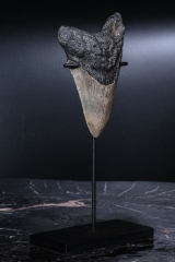 Зуб мегалодона 9,8 см