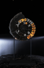 Аммонит Speetoniceras versicolor