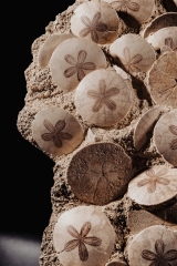 Морские ежи Scutella stellata