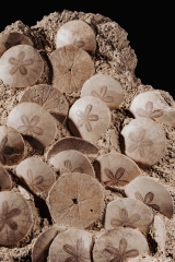 Морские ежи Scutella stellata