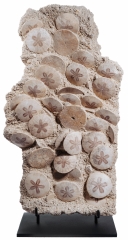 Морские ежи Scutella stellata