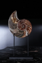 Наутилус Cymatoceras sp.