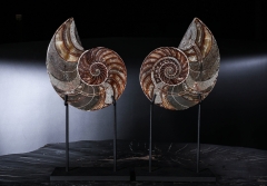 Наутилус Cymatoceras sp.