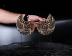 Наутилус Cymatoceras sp.