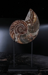 Наутилус Cymatoceras sp.