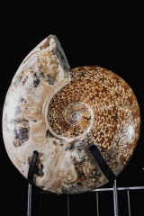 Аммонит Cleoniceras sp.