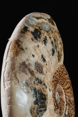 Аммонит Cleoniceras sp.