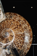 Аммонит Cleoniceras sp.