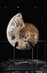 Аммонит Cleoniceras sp.