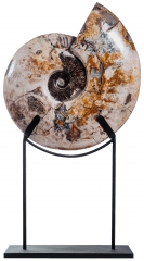 Аммонит Cleoniceras sp.