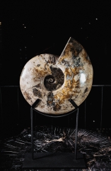 Аммонит Cleoniceras sp.