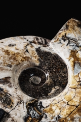 Аммонит Cleoniceras sp.