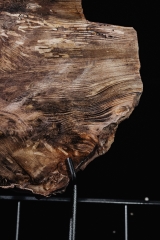 Окаменелый кедр