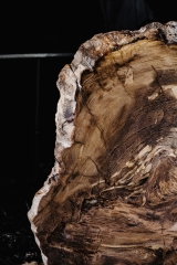 Окаменелый кедр