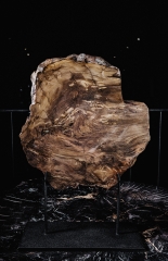 Окаменелый кедр