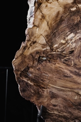 Окаменелый кедр