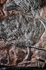 Морская лилия (криноидея)