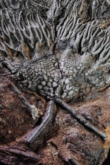 Морская лилия (криноидея)