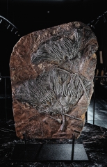 Морская лилия (криноидея)