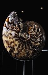 Аммонит Cleoniceras sp.