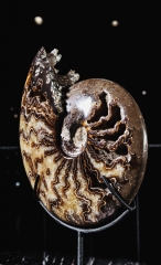Аммонит Cleoniceras sp.
