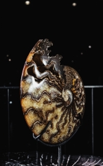 Аммонит Cleoniceras sp.