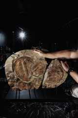 Трилобиты Dikelokephalina sp.