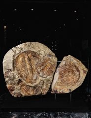 Трилобиты Dikelokephalina sp.