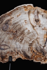 Окаменелое дерево