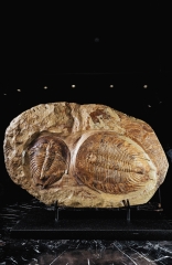 Трилобиты Dikelokephalina sp.